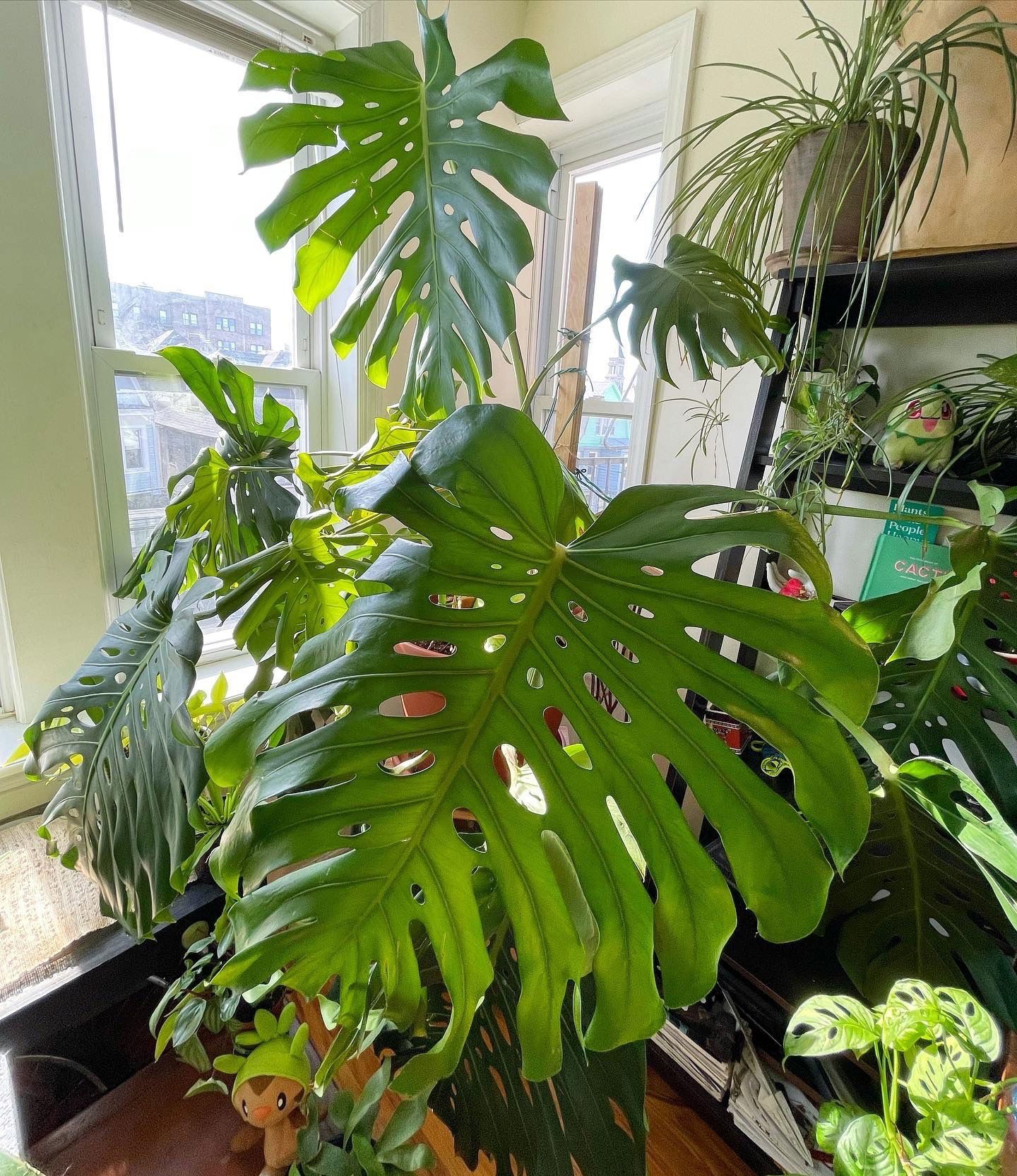 grow_withnick banner