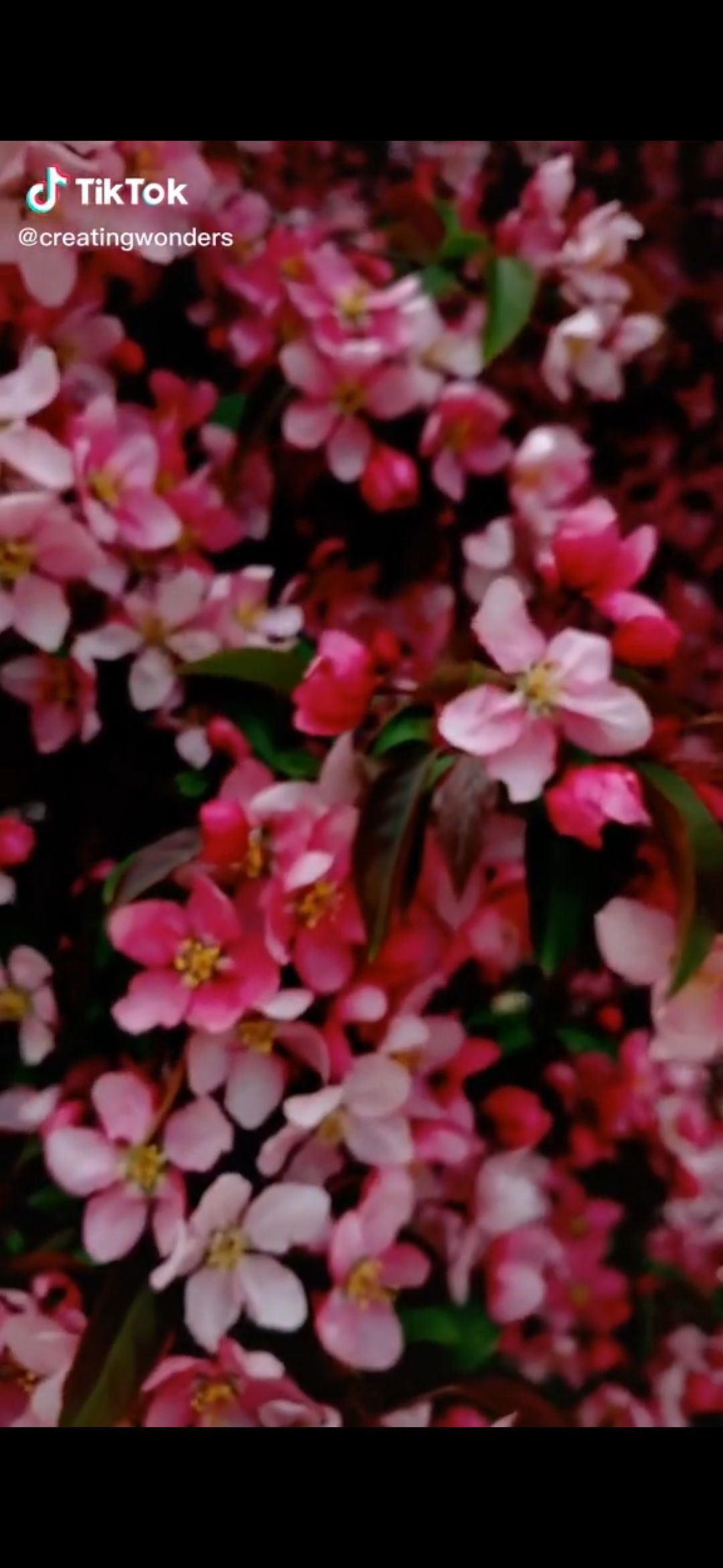 lettuceandcats banner