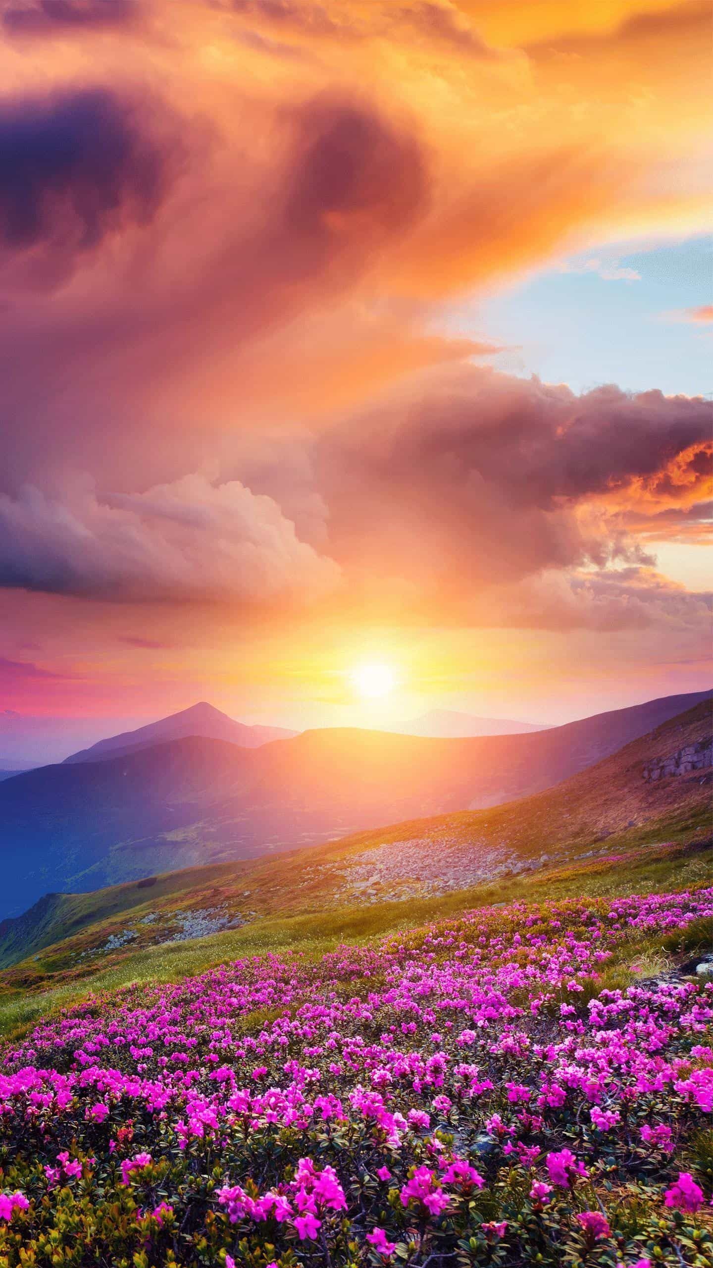 mandyrosse7991 banner