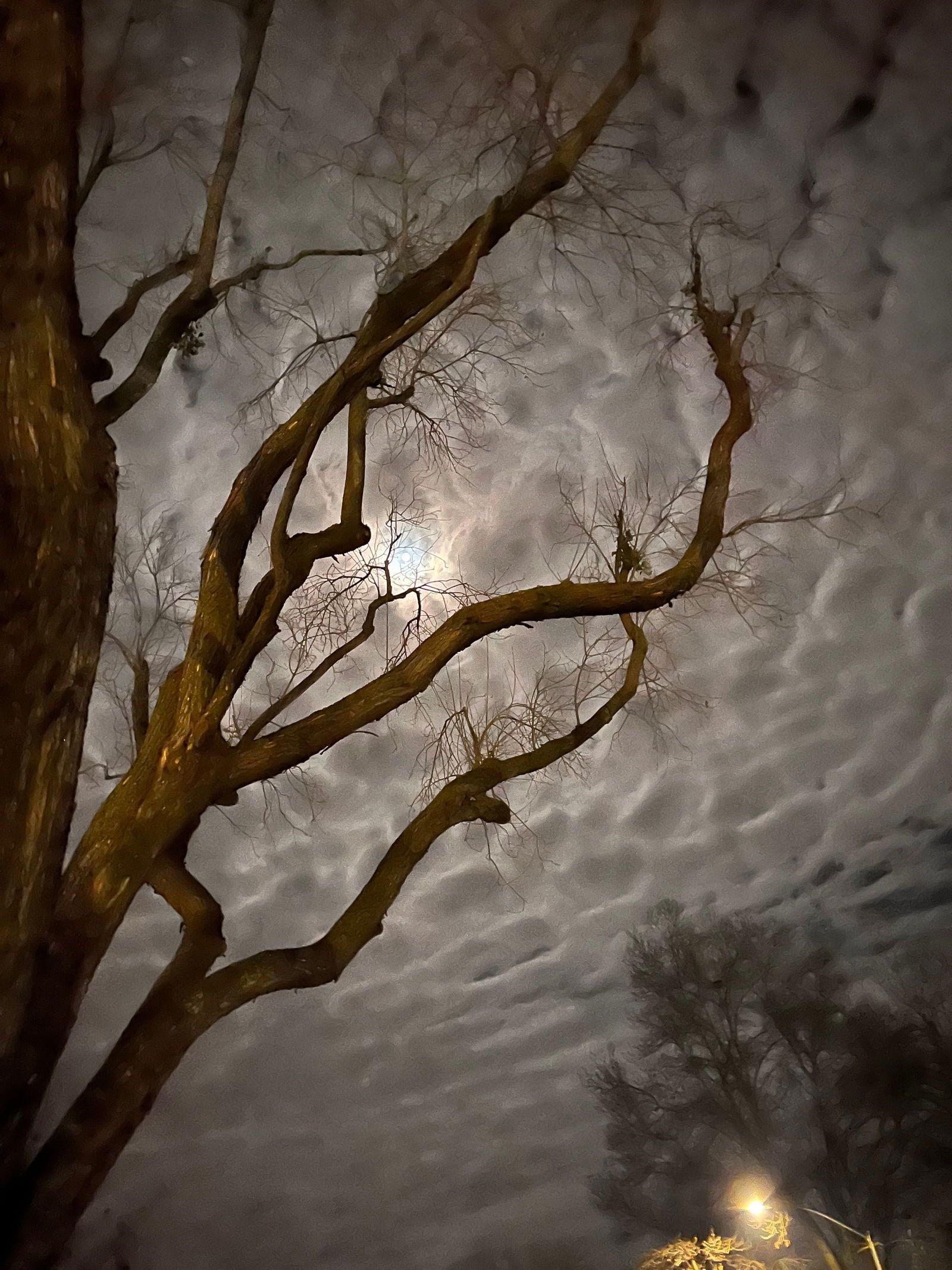 meatprintdaddy banner