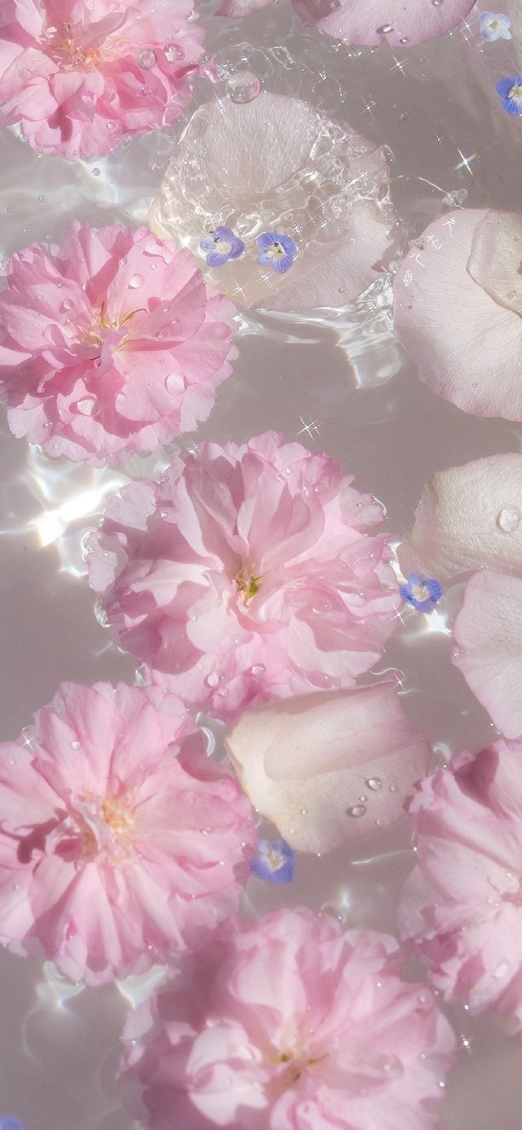 realqueen_alexandra banner