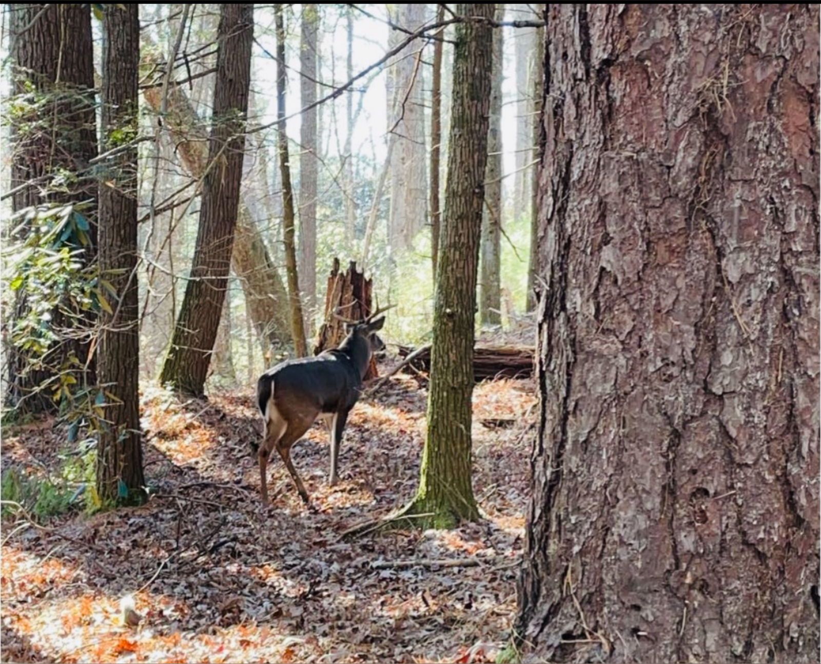 robmaverickvip banner