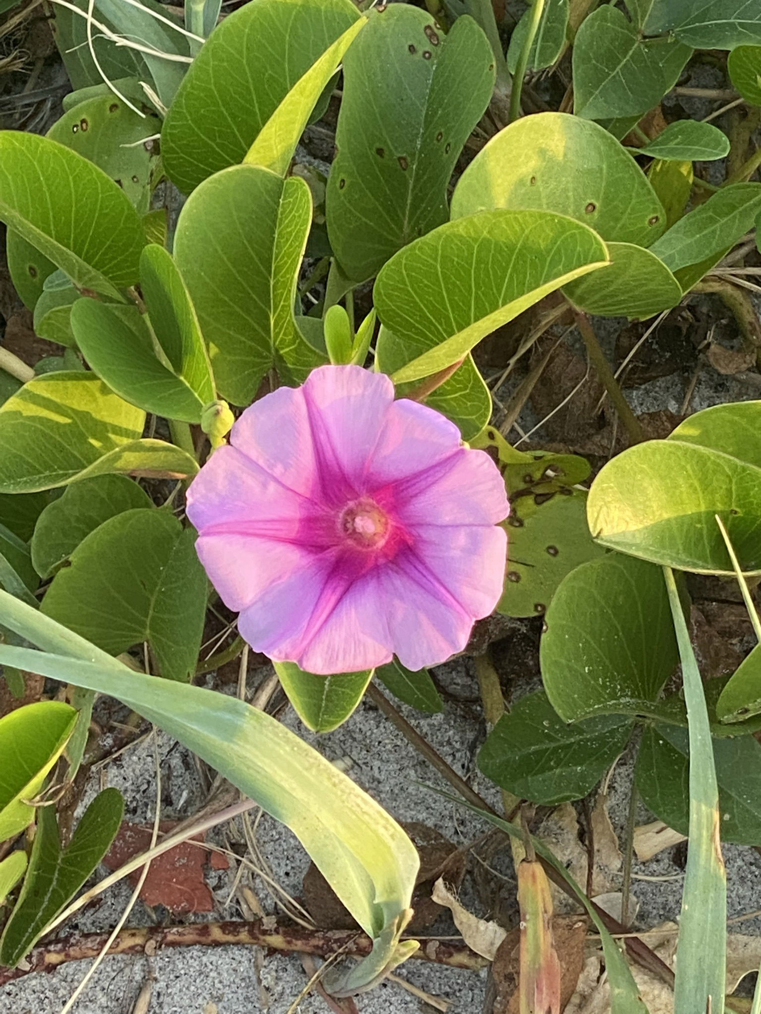 tattooedmombod banner