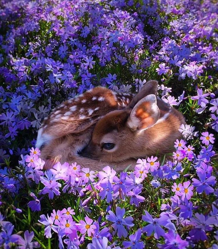 ts_lilac_nude banner