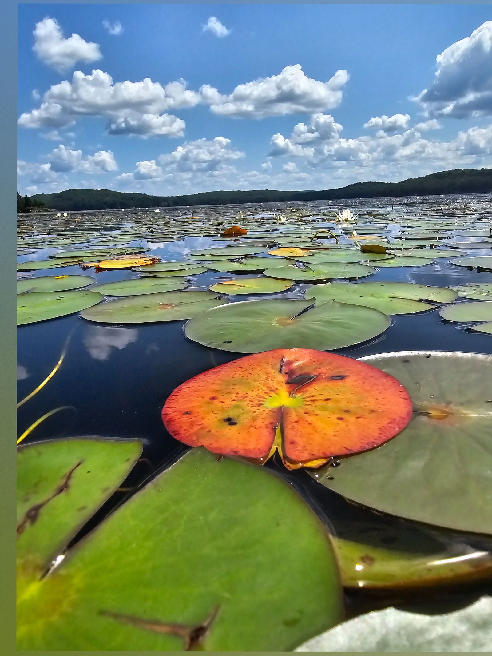 winelovingmom banner